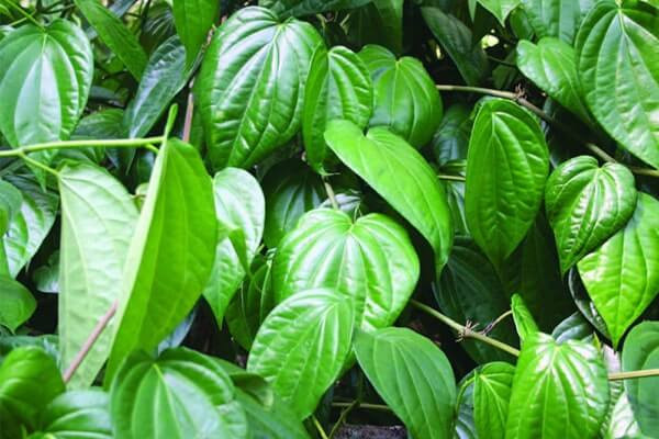 Lá trầu không - một trong những mẹo chữa đầy hơi chướng bụng ở trẻ