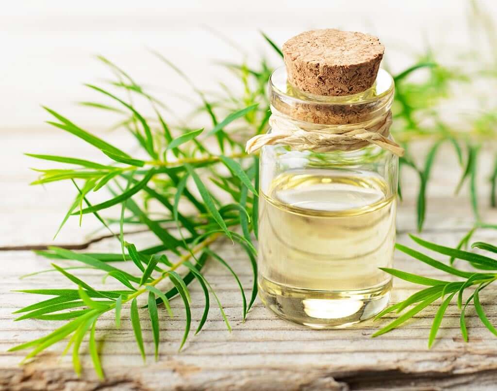 Trẻ bị hăm vùng kín có thể trị khỏi bằng tinh chất dầu tràm.