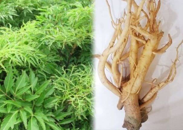 Cây đinh lăng là một bài thuốc dân gian có khả năng làm giảm cơn đau và thông khí huyết