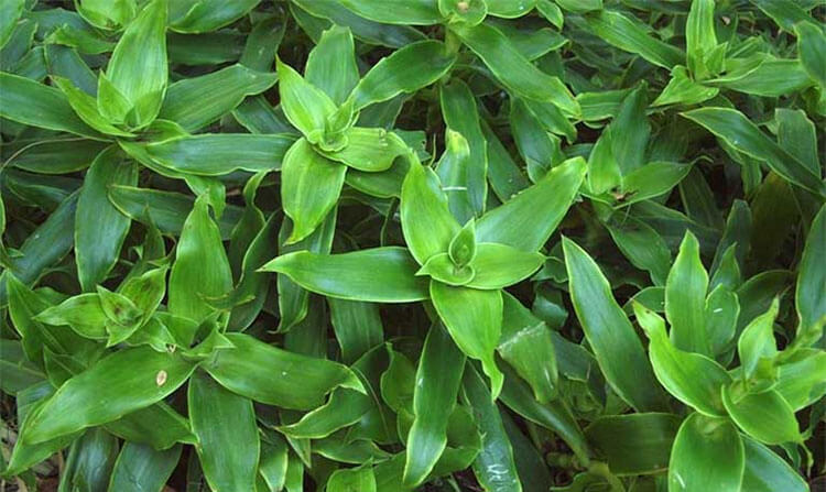 Cây lược vàng