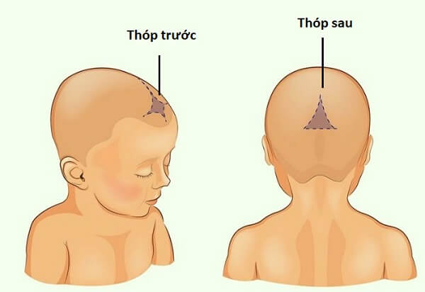 Thóp sau và thóp trước có chức năng bảo vệ não bộ của trẻ tránh bị tác động bởi những tác nhân bên ngoài