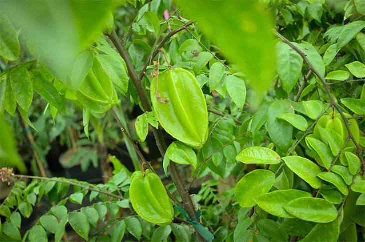 Tắm lá khế được xem là một trong những biện pháp dân gian giúp cải thiện tình trạng mụn sữa ở trẻ sơ sinh