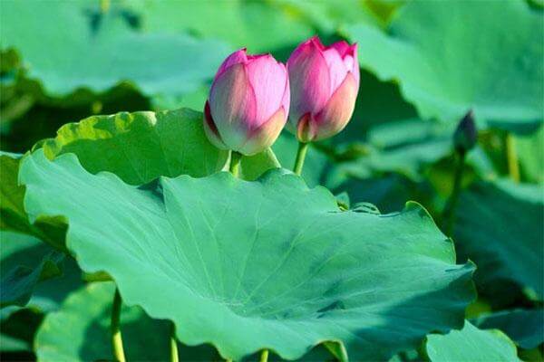 Lá sen được xem là một thảo dược “vàng” dùng để giảm cân