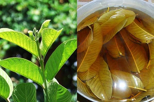 Lá ổi có rất nhiều tác dụng như giải độc, cầm máu, chữa sốt nhẹ, trị viêm nhiễm phụ khoa