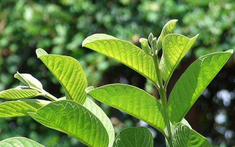 Điều trị răng sâu có lỗ bằng lá ổi 