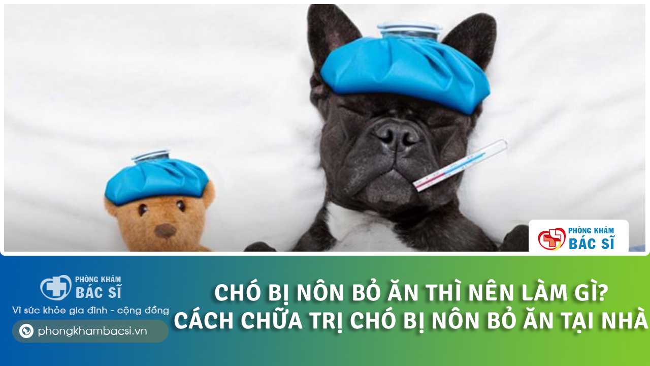 cách chữa chó bị nôn bỏ ăn tại nhà