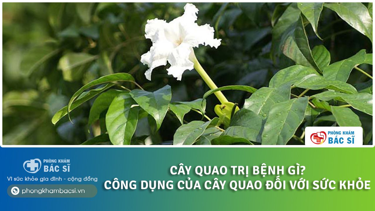 cây quao trị bệnh gì