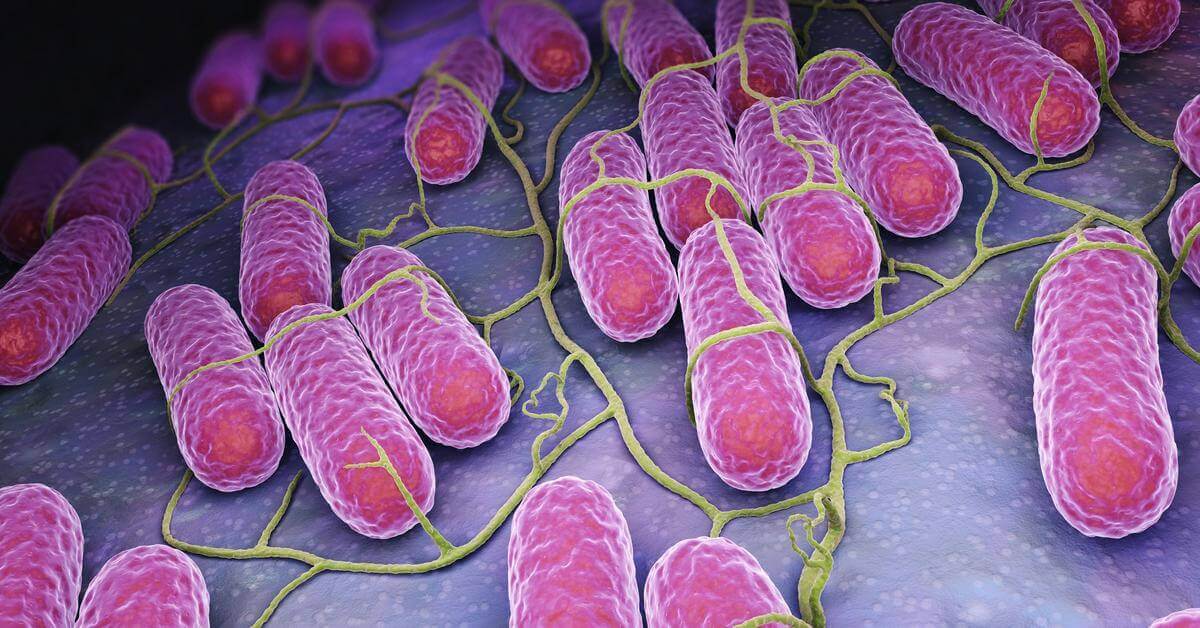 Khuẩn Salmonella là gì? Nguyên nhân, Triệu chứng và Điều trị nhiễm khuẩn Salmonella