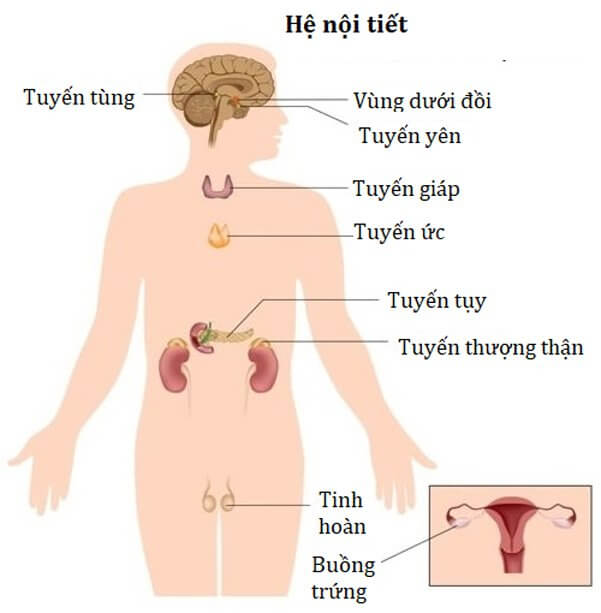 hệ nội tiết