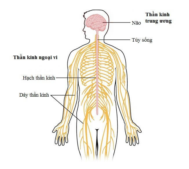 hệ thần kinh