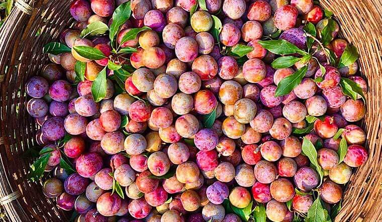 1 quả mận Hà Nội (mận hậu) bao nhiêu calo? Có giảm cân không?