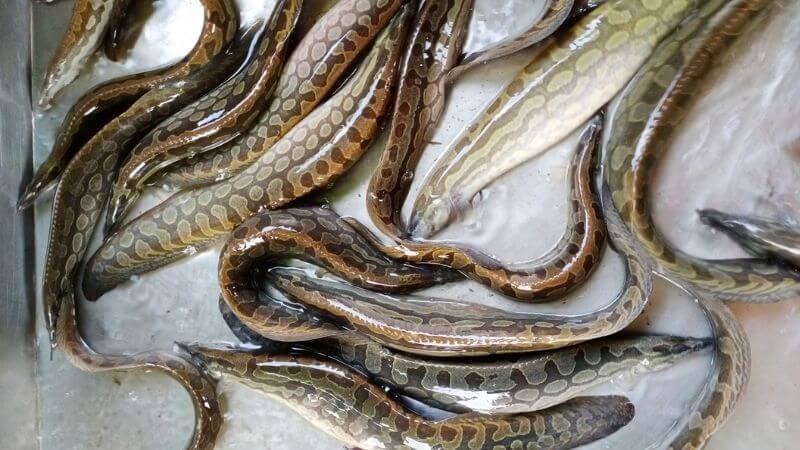 Các loại thực phẩm không nên ăn cùng mướp