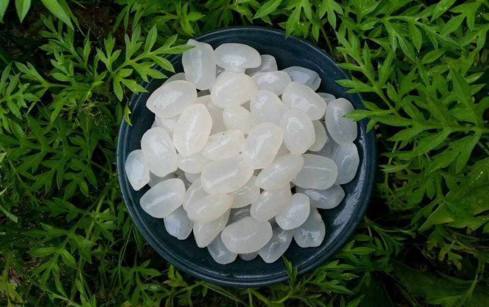 Hạt đác bao nhiêu calo? Hạt đác có lợi ích gì cho sức khỏe?