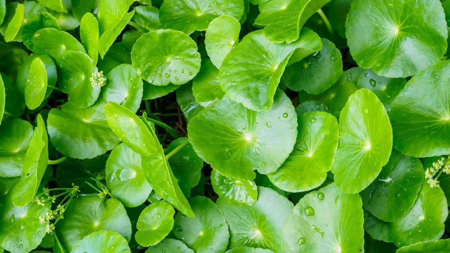 Rau má bao nhiêu calo? Uống nước rau má có giảm cân không?