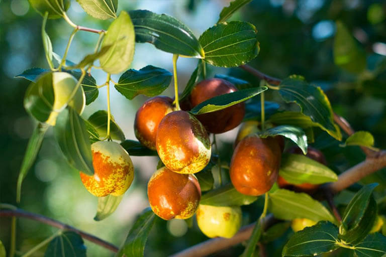 Theo dữ liệu dinh dưỡng của Bộ Nông nghiệp Hoa Kỳ (USDA), 100g táo tàu tươi chứa khoảng 79 calo