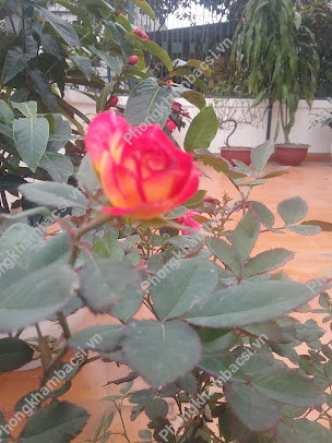 Nha Khoa Hồng Lâm