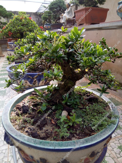 Phòng Khám Tai Mũi Họng - BS Chuyên Khoa II Vũ Trọng Dũng