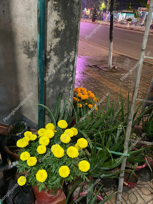 Phòng khám nội khoa - BS Ngân