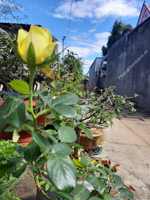 Phòng Khám Răng Hàm Mặt - BS Tịnh