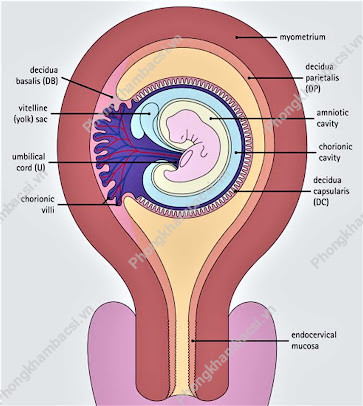 Phòng khám sản phụ khoa Tâm Đức - Mộ Đạo