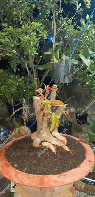Spa Đinh Hương