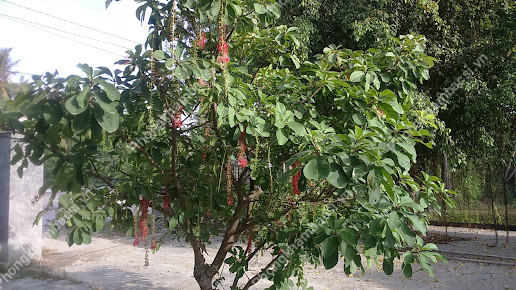 Hình ảnh trạm y tế phường Phổ Hòa, thị xã Đức Phổ